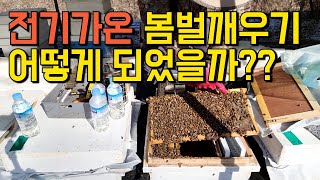 전기가온 봄벌 깨우기