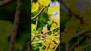 Discover Bulbuls: The Vibrant Voices of the Wild