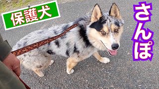 【心を閉ざした犬】シュンくん散歩その後、、、