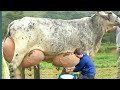 Girlando Cow Farming in Pakistan and India | Girlando Cow Documentary | Highly Milking cow in World