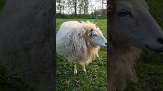 #amazing #chewing #curious #sheep #lamb #eating #shorts #shortvideo #cute #wild #lamb #animals