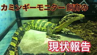 カミンギーモニター飼育の現状を報告します！