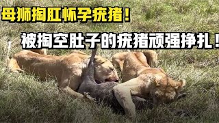 母狮掏肛怀孕疣猪！被掏空肚子的疣猪顽强挣扎！绝望场面如泣如诉