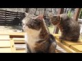 お庭を満喫するねこ。 cats enjoy the garden.