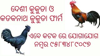 ମା ମହାକାଳୀ କଡକନାଥ କୁକୁଡା ଫାର୍ମ, ଏଠାରେ କଡକନାଥ କୁକୁଡା ଓ ଦେଶୀ କୁକୁଡା ସୁଲଭ ମୂଲ୍ୟରେ ମିଳେ✅ ୯୫୮୩୪୮୯୦୯୭