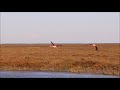 南フランス、カマルグ湿原のフラミンゴ（3） flamingos in camargue south france 3