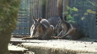 Wallaby and wallaroo 20241024／Tama Zoological Park／4K