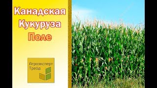 Семена канадской  кукурузы 🌽 - поле  в Украине 🌽