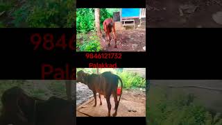 Gir cow for sale ഗിർ പശു വില്പനക്ക് | TECH AND VLOGS