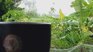 มุมกาแฟเช้าหน้าบ้าน#จิบกาแฟตอนเช้า#กลับฝนตกพรำๆ.🌧️🌧️🌾🌾