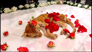 Cat Funeral