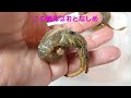 ヤドカリの引越 part5　very cute hermit crab changing shells clibanarius infraspinatus 　コブヨコバサミ　中身 丸見え