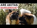 ARE AKITAS DANGEROUS? | The Akita Life