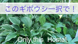 #67 このギボウシ一択で！Only this Hosta#flowers #庭 #茶花 #garden #茶道 #teaceremony #hostas #ギボウシ