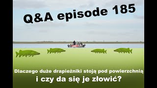 Q&A odcinek 185 - Drapieżniki pod powierzchnią i jak je złowić?