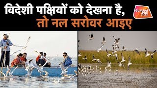 Nalsarovar Bird Sanctuary:विदेशी पक्षियों को देखना है, तो नल सरोवर आईए | GujaratTak