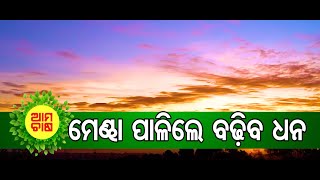 ମେଣ୍ଢା ପାଳନରୁ ବଢିଆ ରୋଜଗାର | Sheep rearing for livelihood