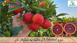 Moro blood orange in Nangarhar, Afghanistan | په ننګرهار کې د مورو پنوم لال مالټې