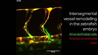 Artery/vein specification in zebrafish