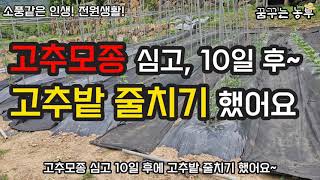 [꿈꾸는농부] 고추밭 줄치기 이렇게 하세요/고추모종 심고 줄치기/고추농사/전원생활/꿈꾸는텃밭