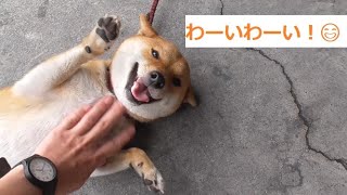 【喜ぶ犬】柴犬ももちゃんの全力歓迎お出迎え！（犬の鳴き声）【Cute and energetic Shiba Inu】