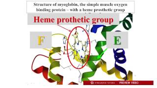 Biochemistry   Hemoglobin, Myoglobin tutorial