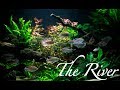 450 gallons planted tank: The River