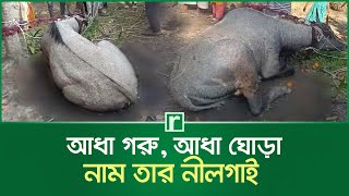 নাটোরের বাগাতিপাড়ায় কোথা থেকে এল নীলগাই? | Nilgai | Natore News | RisingBD