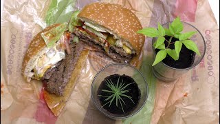 Double Whopper Cheese & Experiment 1-5 Analysis