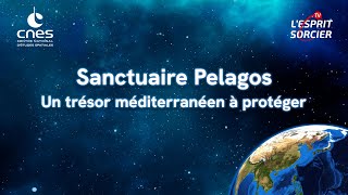 Sanctuaire Pelagos : un trésor méditerranéen à protéger