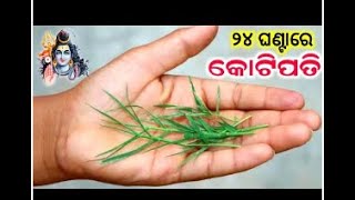 ଶ୍ରାବଣ ମାସରେ ଘରକୁ ନେଇ ଆସନ୍ତୁ ଏହି ଚମତ୍କାର ଗଛ,୨୪ ଘଣ୍ଟାରେ ଧନରବର୍ଷା ହେବ,Doobgrass Benefits,Sawan2023odia