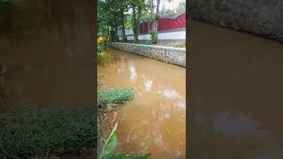 #viralvideo  heboh ada buaya besar masuk sungai#shorts