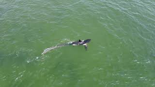 Thresher Shark off Narragansett Beach