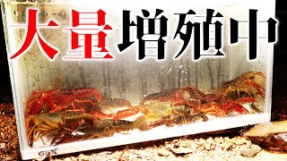 沖縄で異常繁殖する特定外来生物になる生物を大量捕獲！