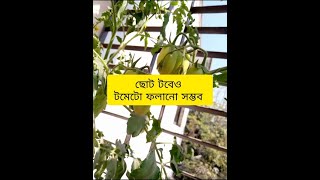 ছোট টবে টমেটোর ফলন || বারান্দায় সবজি || How to grow tomato in balcony || Balcony Gardening