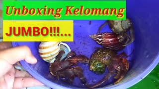 Hampir mati! Unboxing kelomang jumbo yang keluar dari cangkangnya. Kelomang lovers!