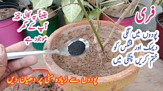 Best orgenic fertilizer + fungicide for plants || Free and fast action.