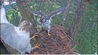 Angel Brings A Rabbit \u0026 Feeds Deyani! Huge Crop Afterwards \u0026 Nap Time! Window To Wildlife 6.22.23