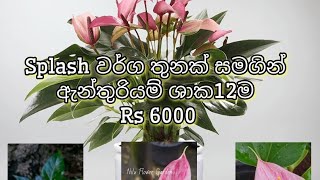 වාසී ❌ වාසී ❌ වාසී ❌🚩 Splash වර්ග තුනක් සමගින් 🚩👇🚩 ඇන්තුරියම් ශාක 12ම Rs 6000 🚩🚩 #plants #garden