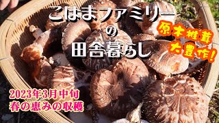 【自給自足田舎暮らし】2023年3月中旬　春の恵みの収穫／肉厚花割れ原木椎茸！イヌリン豊富な菊芋！