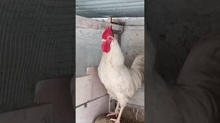 Adorable Rooster Crowing Sounds | Amazing Rooster Crowing Loudly | shorts🐓💕