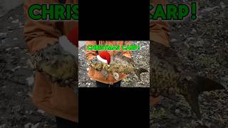 Des Plaines River Fishing: Christmas Day Carp