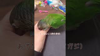 インコと飼い主の対決！！#ウロコインコ #インコ #ペット動画 #ペット