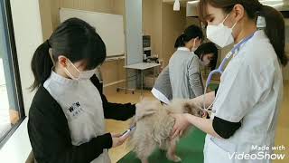 【動物看護師・美容学科3年生】病院実務実習　健康チェック！動物専門学校 トリマー 動物看護師 アクアリウム 動物のお仕事