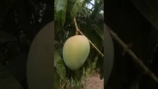 Farm Fresh Geo-tagging Konkan Alphonso Mangoes | #shorts #biology #mangoes #mango #alphonso #fruity