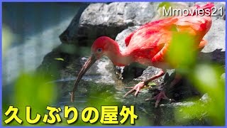 Scarlet Ibis ショウジョウトキの水浴び　カモたちも屋外に登場