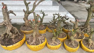 PHÔI MAI VÀNG ngày 24/O2/2025 (#0915725306 TRUYỀN) PHÔI MAI VÀNG -  @bonsai Can Tho