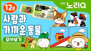 사람과 가까운 동물ㅣ모아보기ㅣ자연관찰ㅣBabies\u0026KidsㅣAnimalsㅣDaekyo noriQ l 대교노리Q