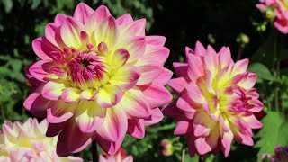 Colorful Dahlia