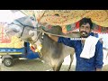 all stud bulls in one video ✨️❤️ ಅಯ್ಯನಗುಡಿ ದನಗಳ ಜಾತ್ರೆ2025 trending hallikar